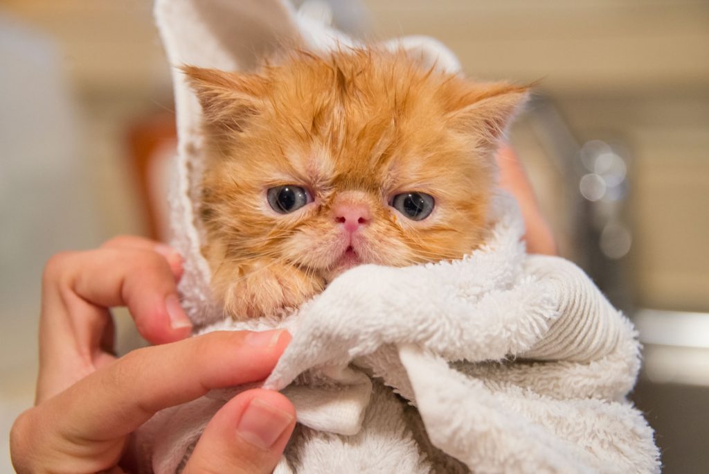 orange kitten covered by white towel